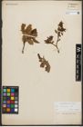 Foto von Salix silesiaca Willd.